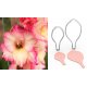 Gladiolus Kesme Kalıbı 133 