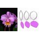 Cattleya Orkide Kesme Kalıbı 181 