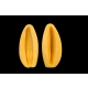 LİLYUM TOMURCUK 